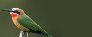 Uccelli