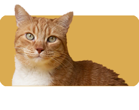 Gatti