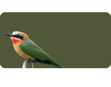 Uccelli